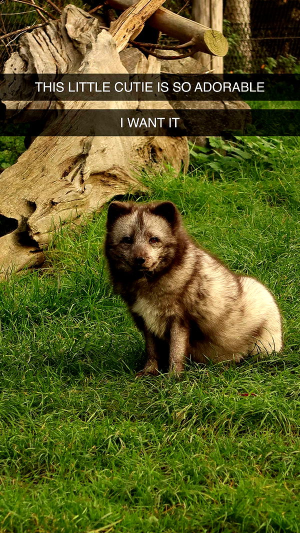 surfsterre image ~ Altpins