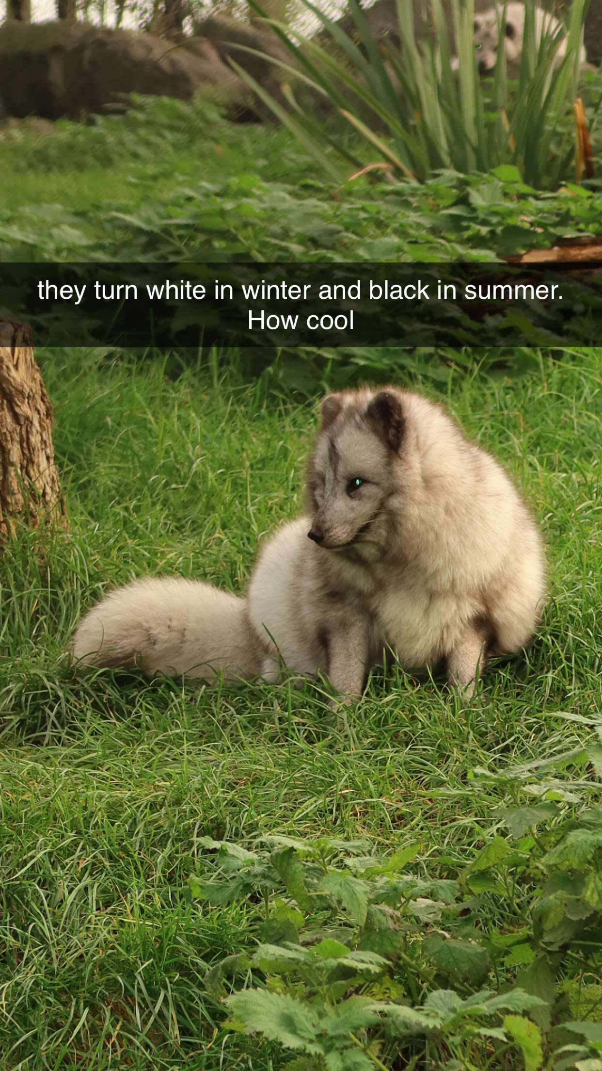 surfsterre snapchat image archive image