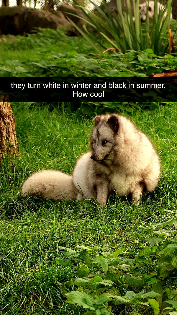 surfsterre image ~ Altpins