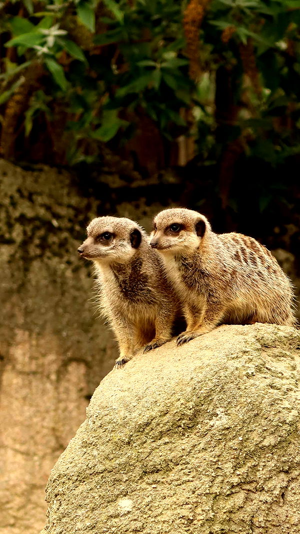 surfsterre image ~ Altpins