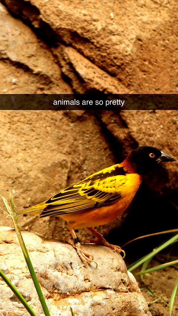 surfsterre image ~ Altpins