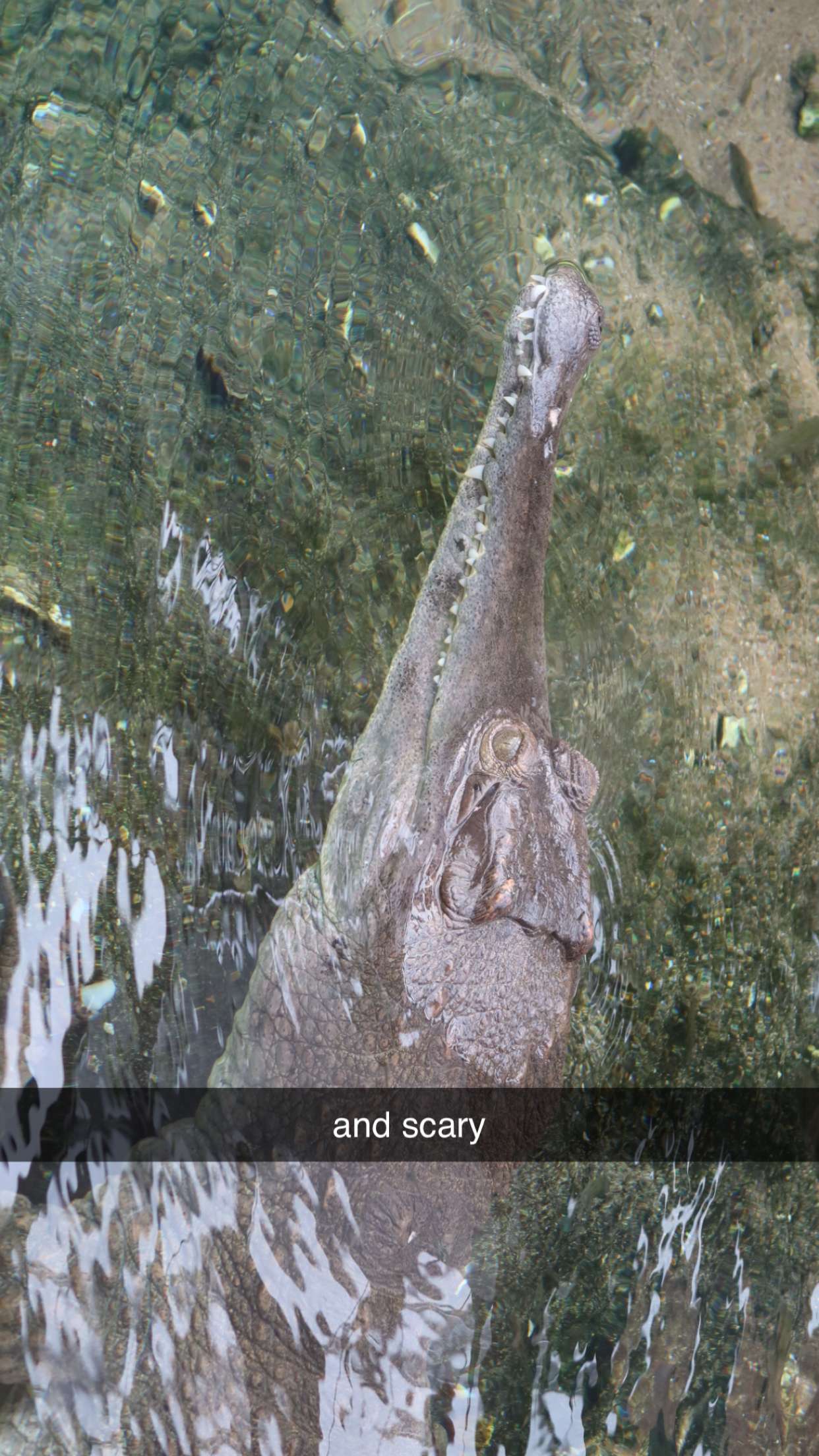 surfsterre snapchat image archive image