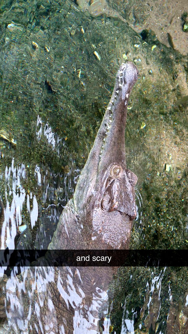 surfsterre image ~ Altpins