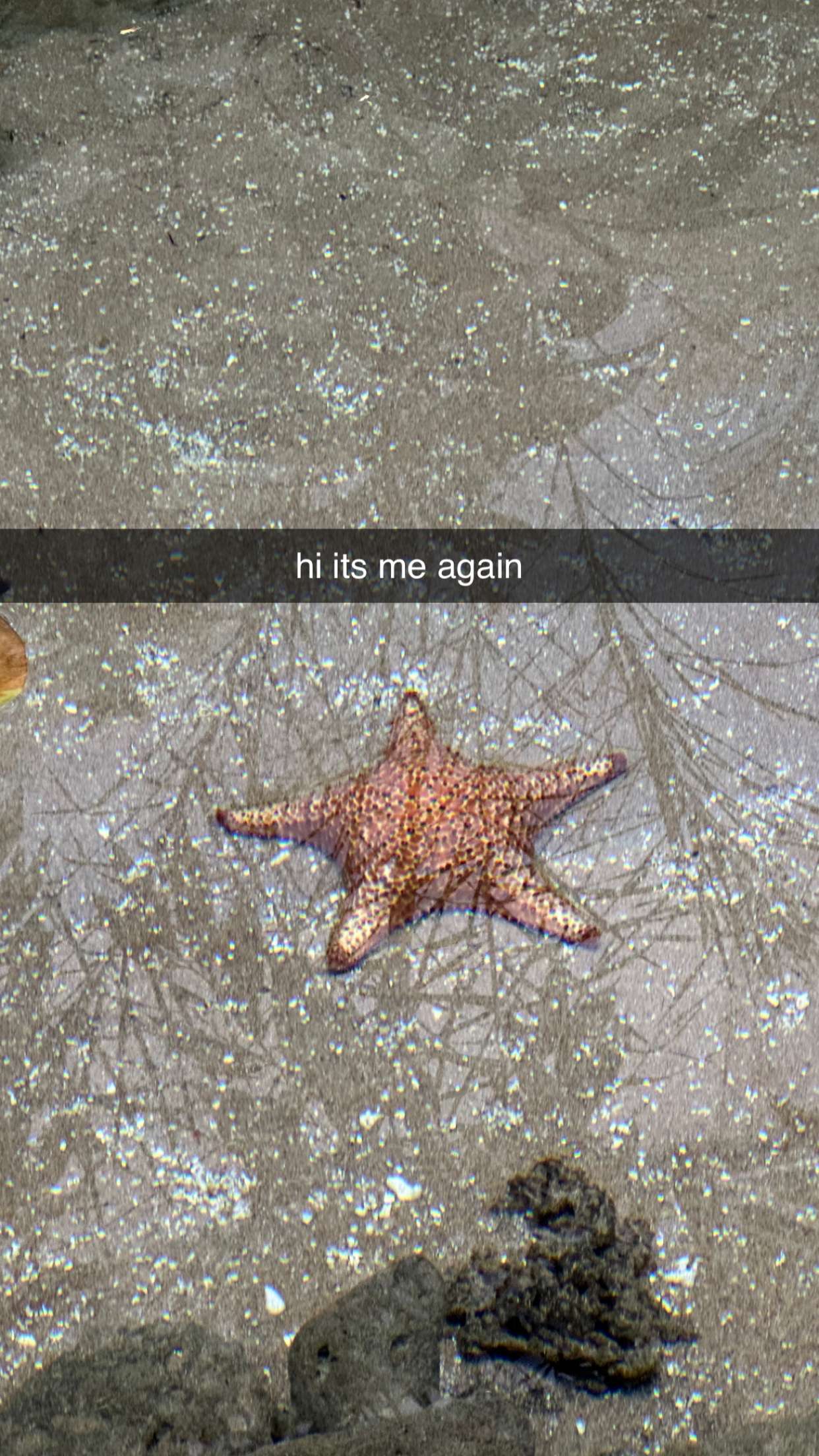 surfsterre snapchat image archive image