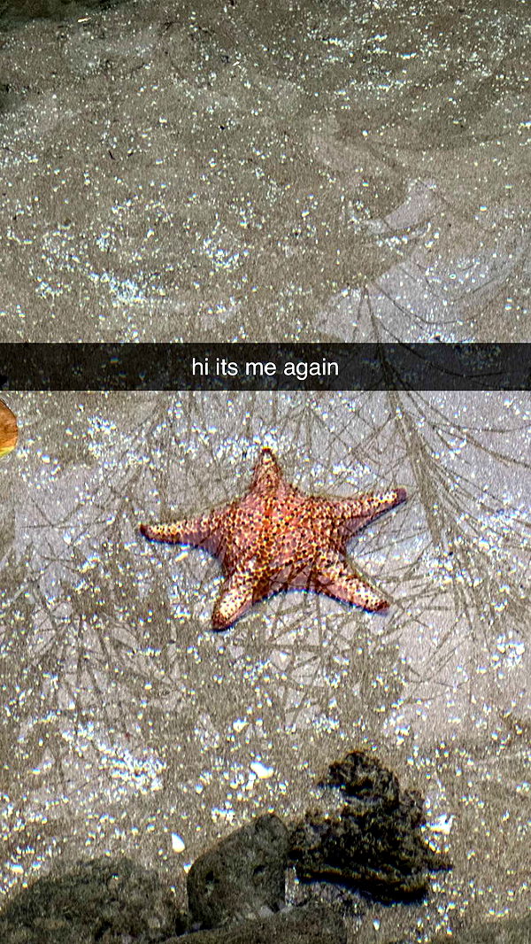 surfsterre image ~ Altpins