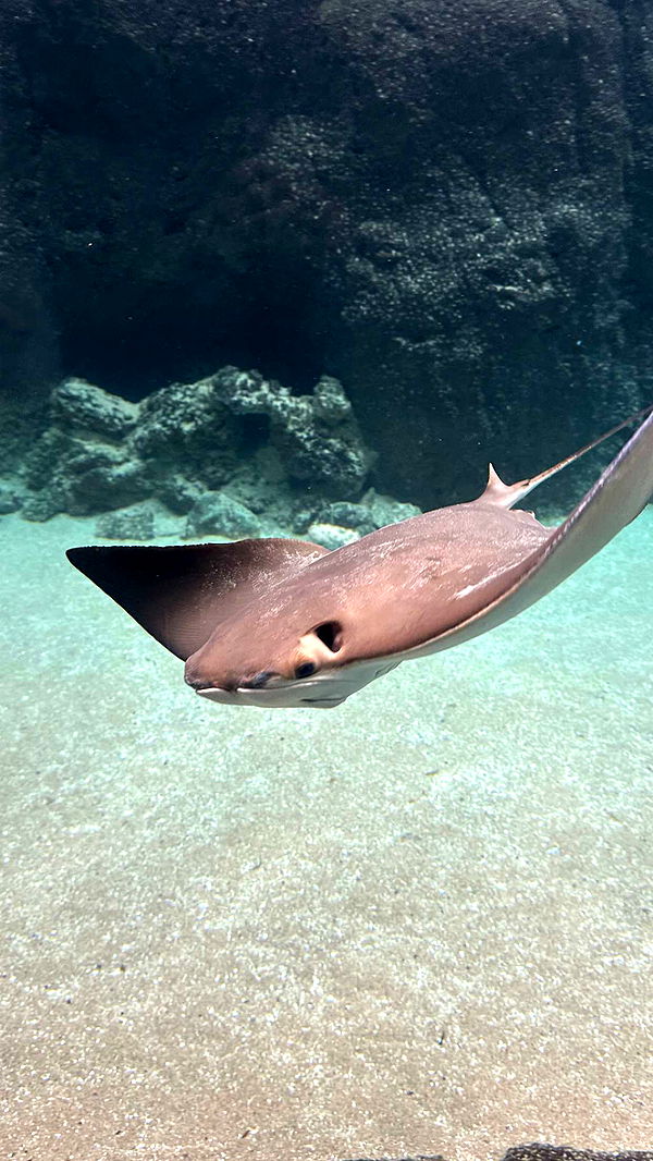 surfsterre image ~ Altpins