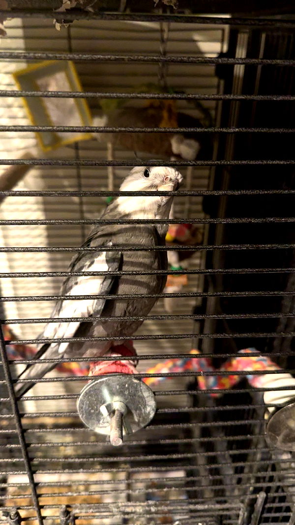 syd.shmitty image ~ Altpins