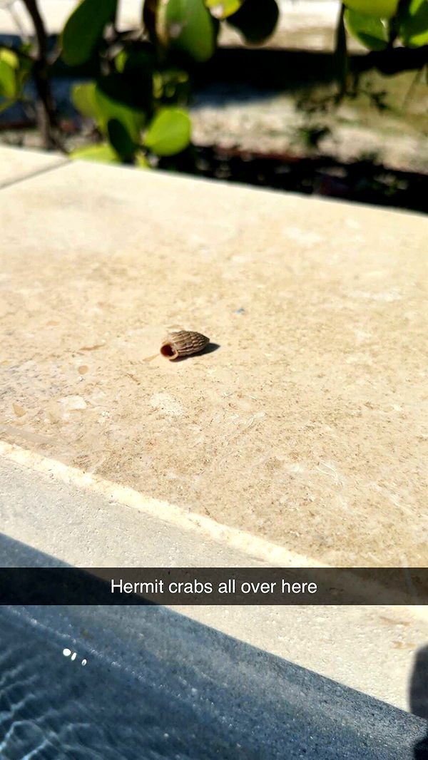 syd.shmitty image ~ Altpins