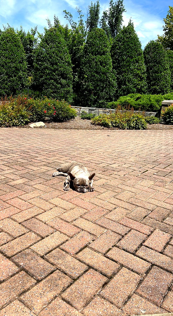 syd.shmitty image ~ Altpins