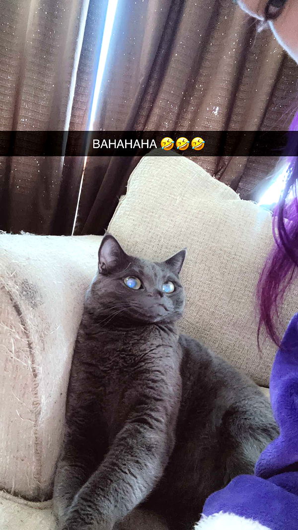 trappkittykhaos image ~ Altpins