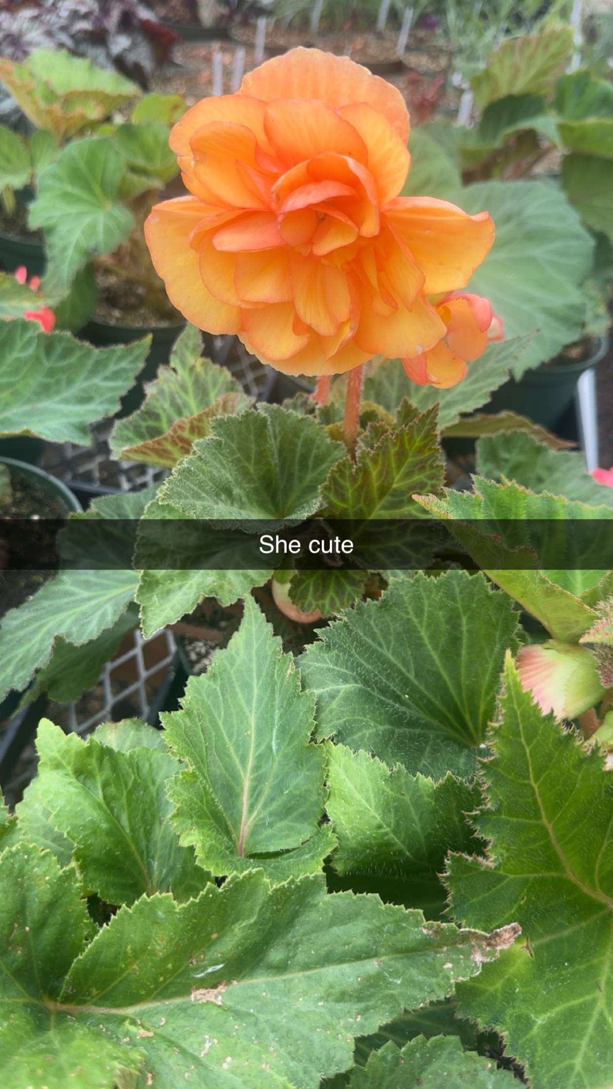 trappkittykhaos snapchat image archive image