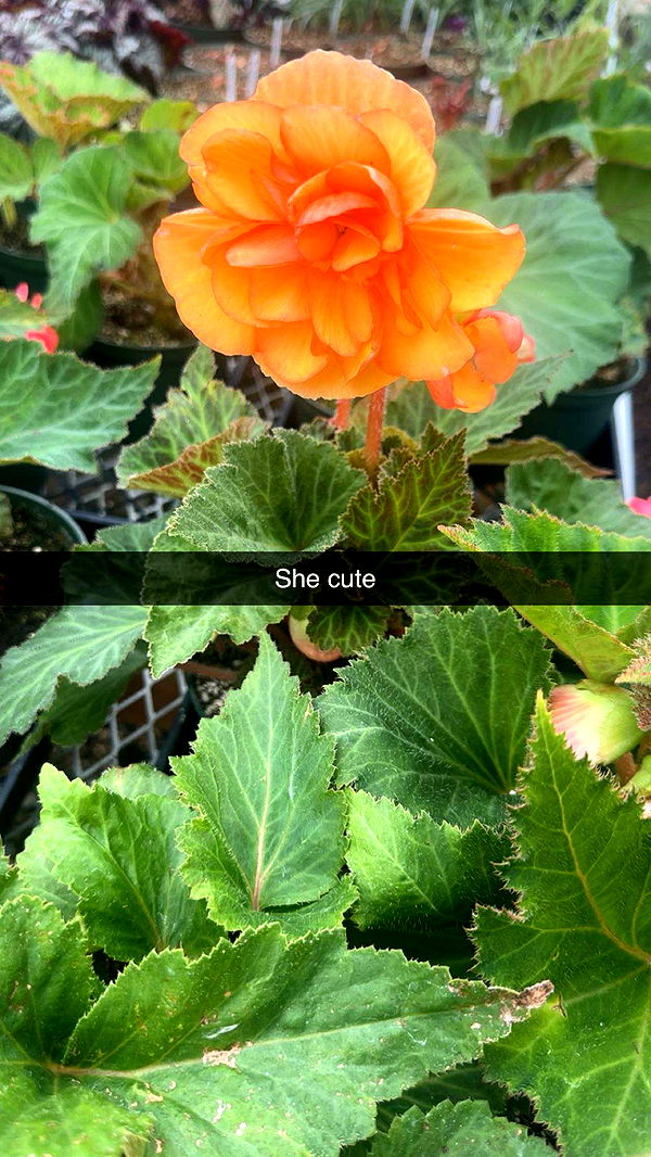 trappkittykhaos image ~ Altpins