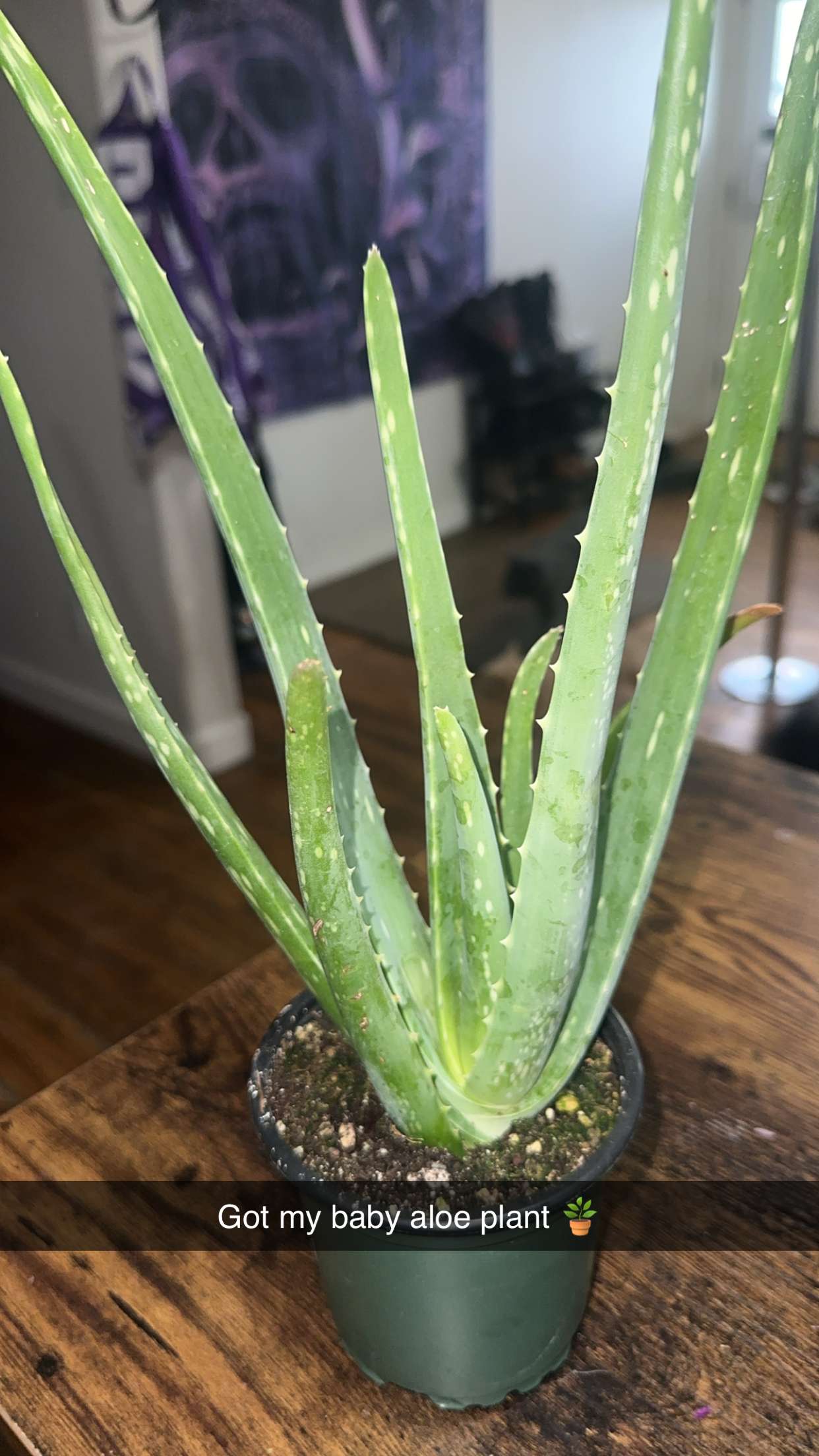 trappkittykhaos snapchat image archive image