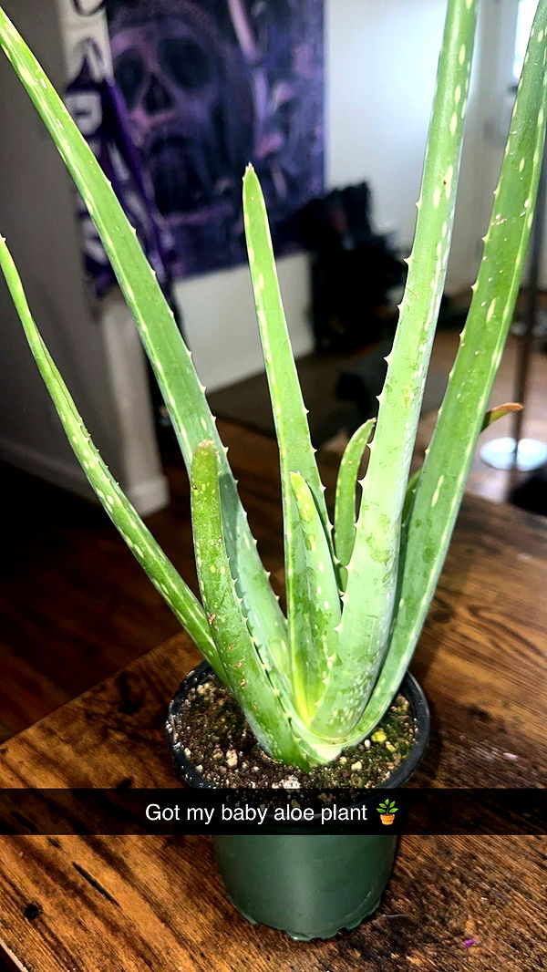 trappkittykhaos image ~ Altpins