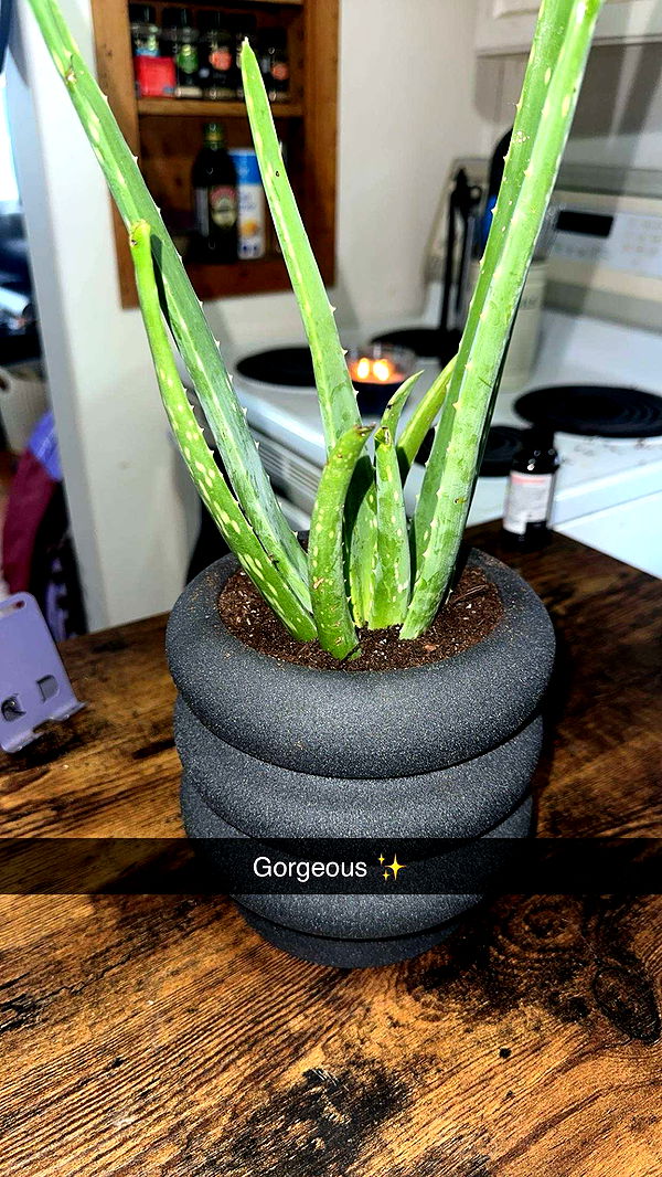 trappkittykhaos image ~ Altpins