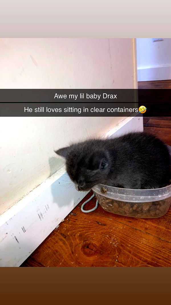 trappkittykhaos image ~ Altpins