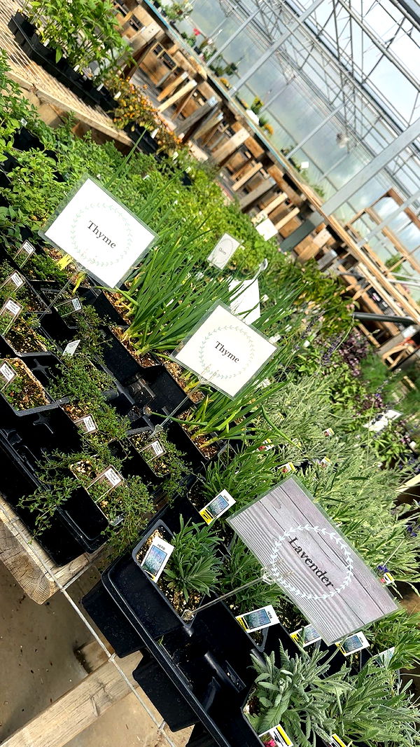 trappkittykhaos image ~ Altpins