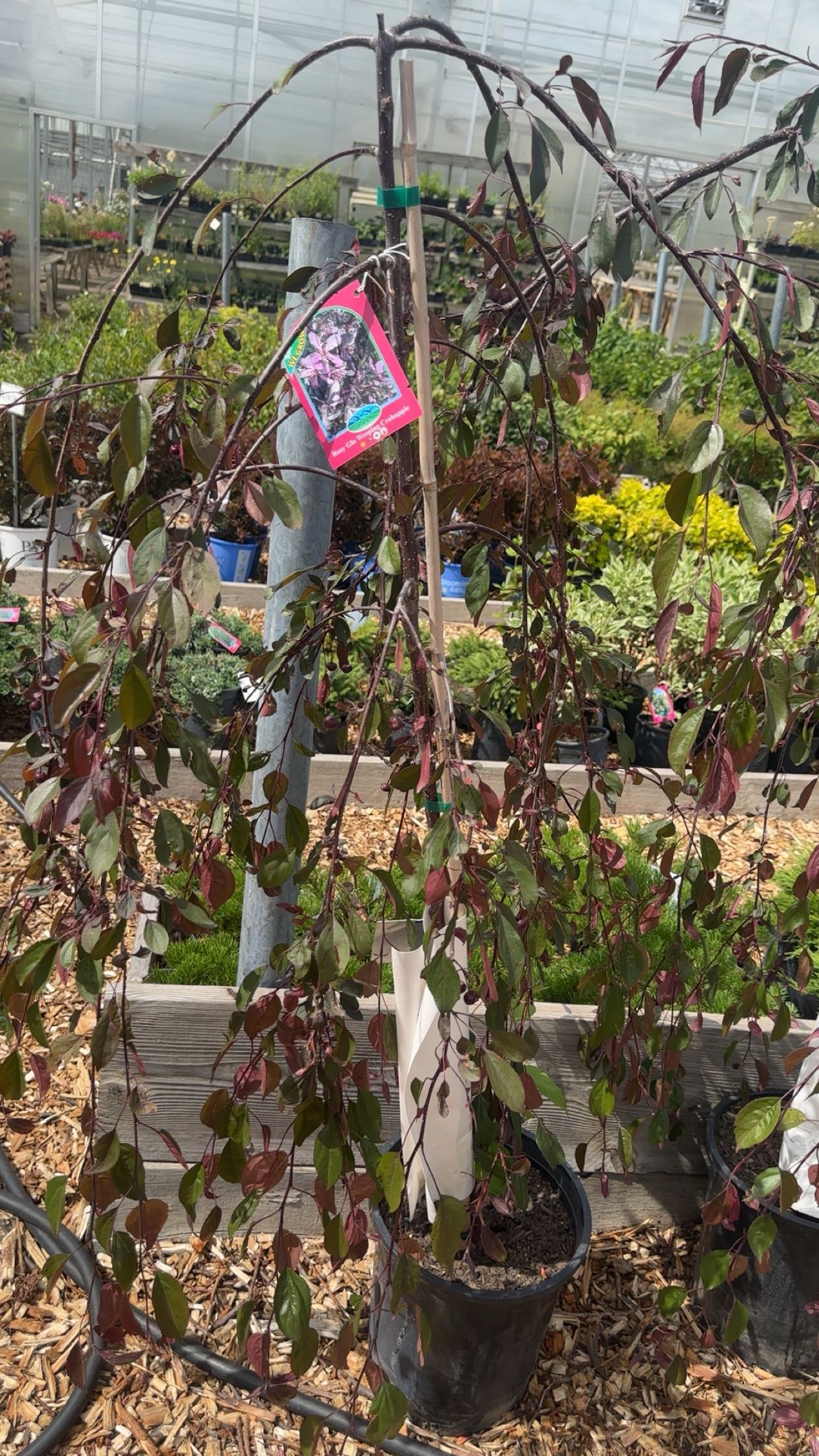 trappkittykhaos snapchat image archive image