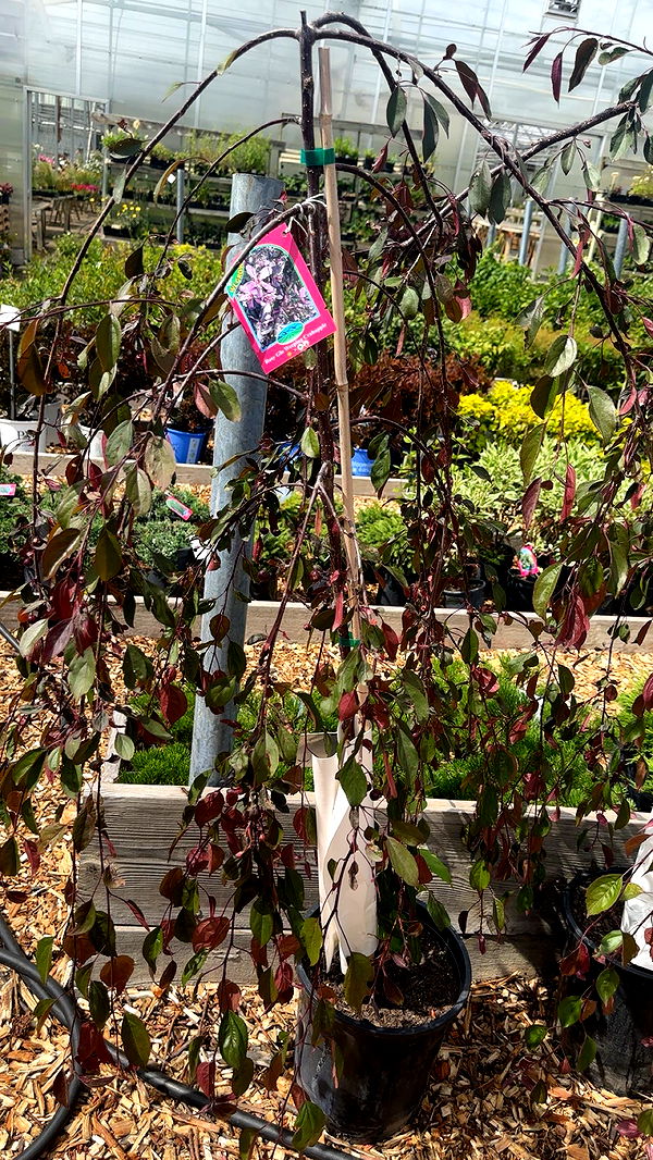 trappkittykhaos image ~ Altpins