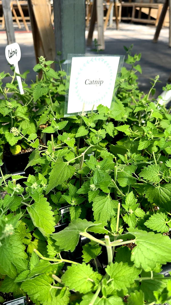 trappkittykhaos image ~ Altpins