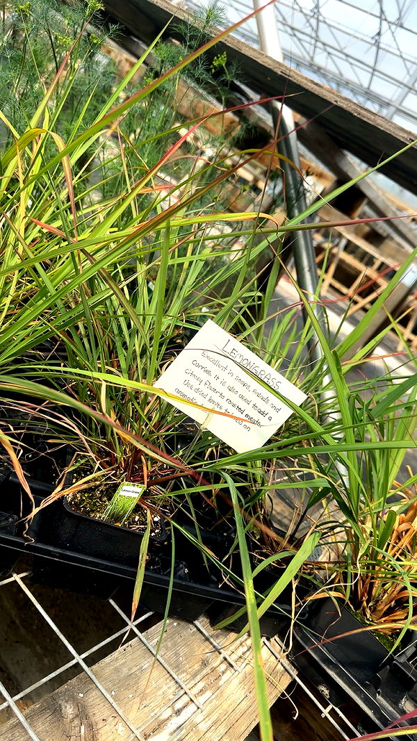 trappkittykhaos image ~ Altpins