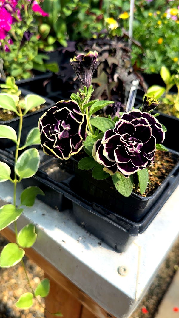 trappkittykhaos image ~ Altpins