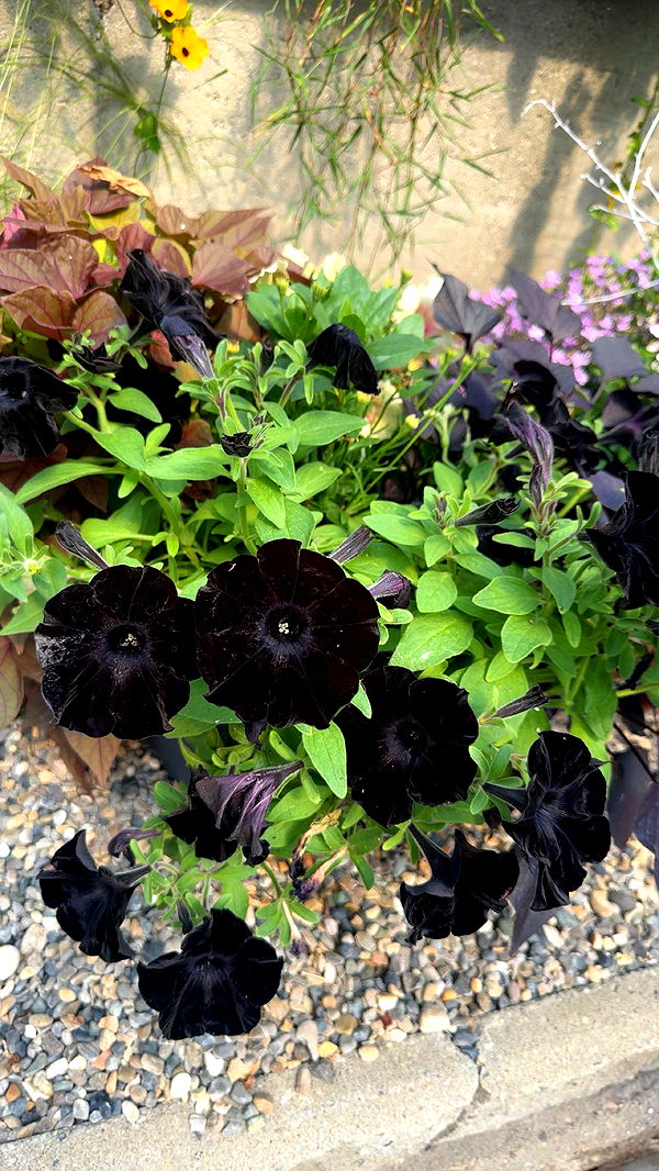 trappkittykhaos image ~ Altpins