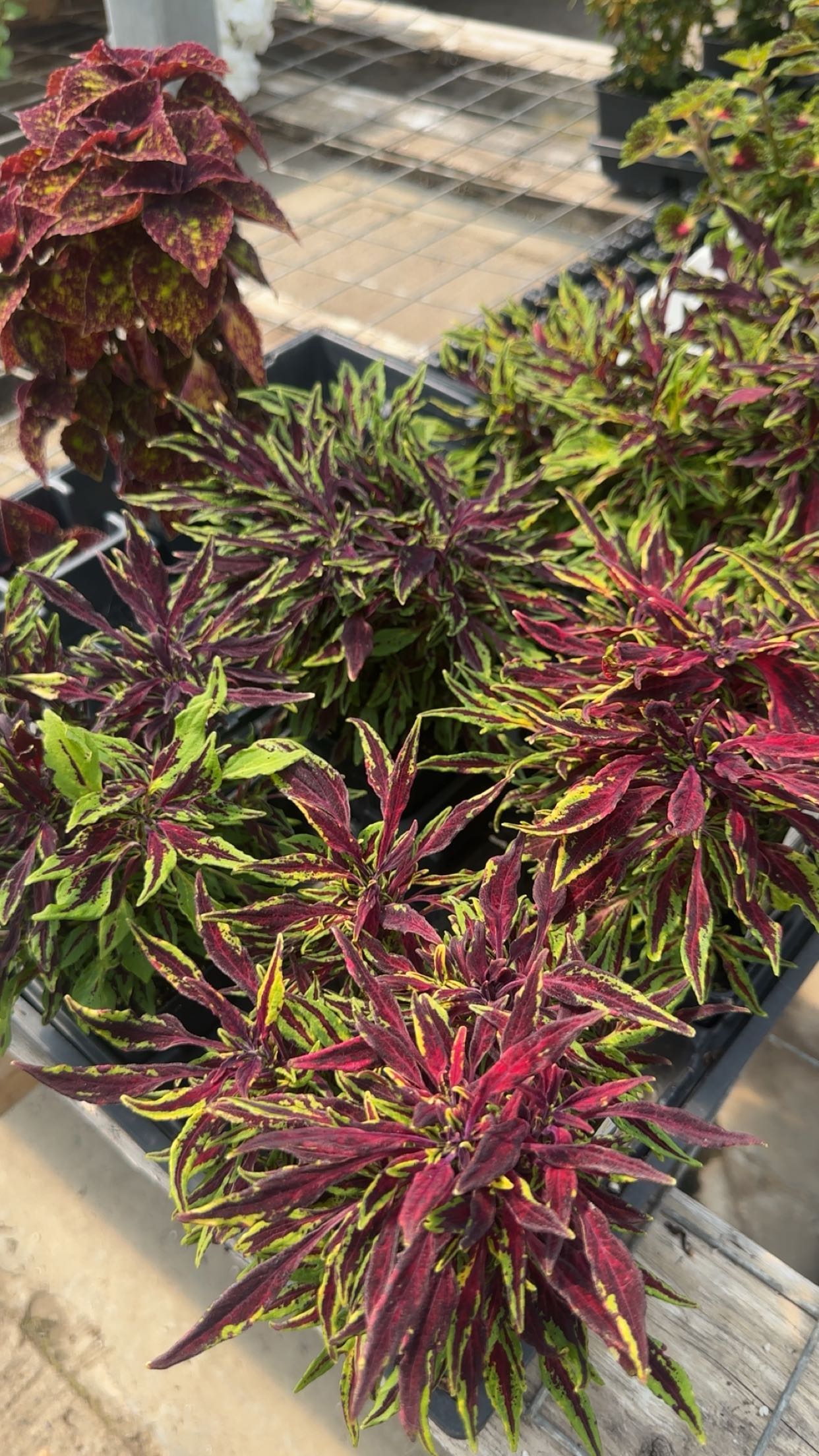 trappkittykhaos snapchat image archive image