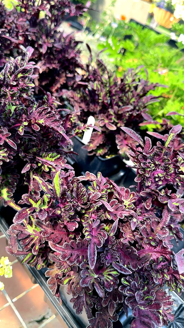 trappkittykhaos image ~ Altpins