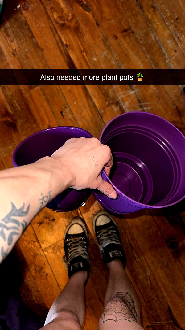 trappkittykhaos image ~ Altpins