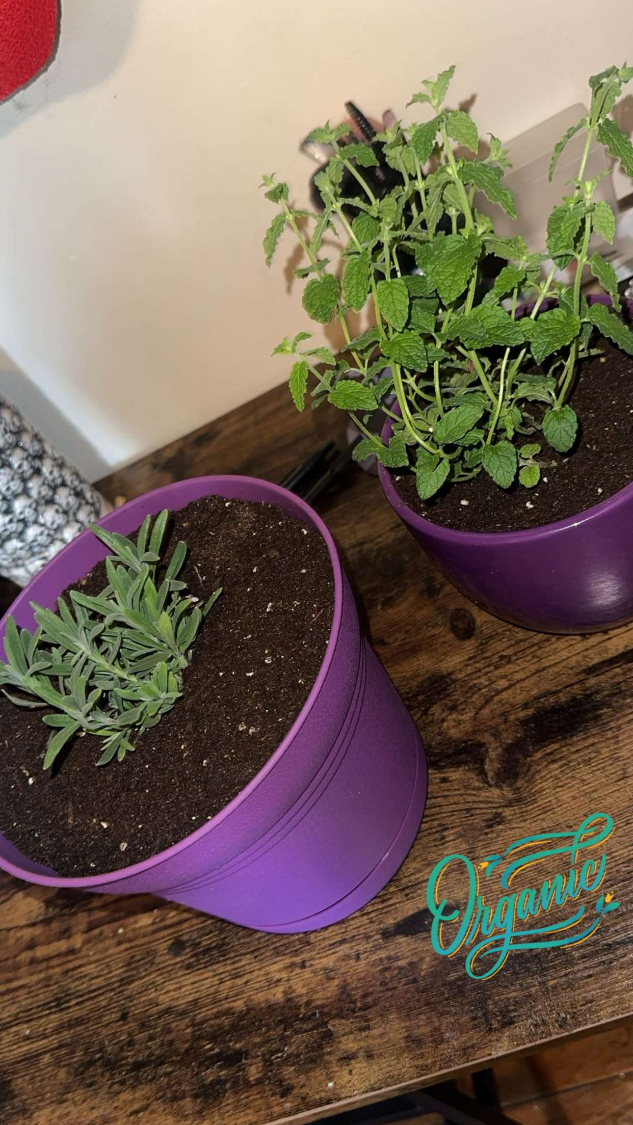 trappkittykhaos snapchat image archive image