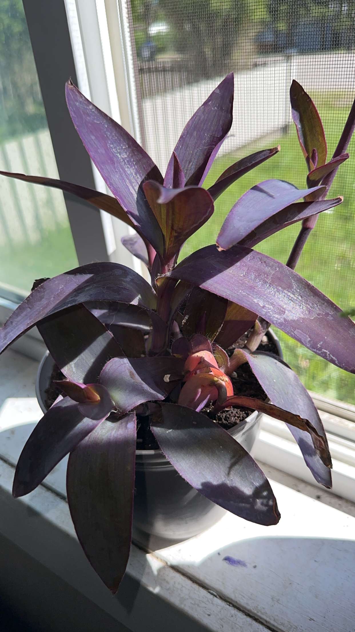 trappkittykhaos snapchat image archive image