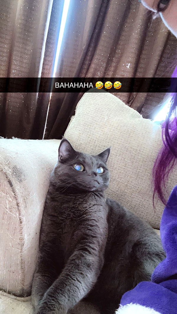 trappkittykhaos image ~ Altpins