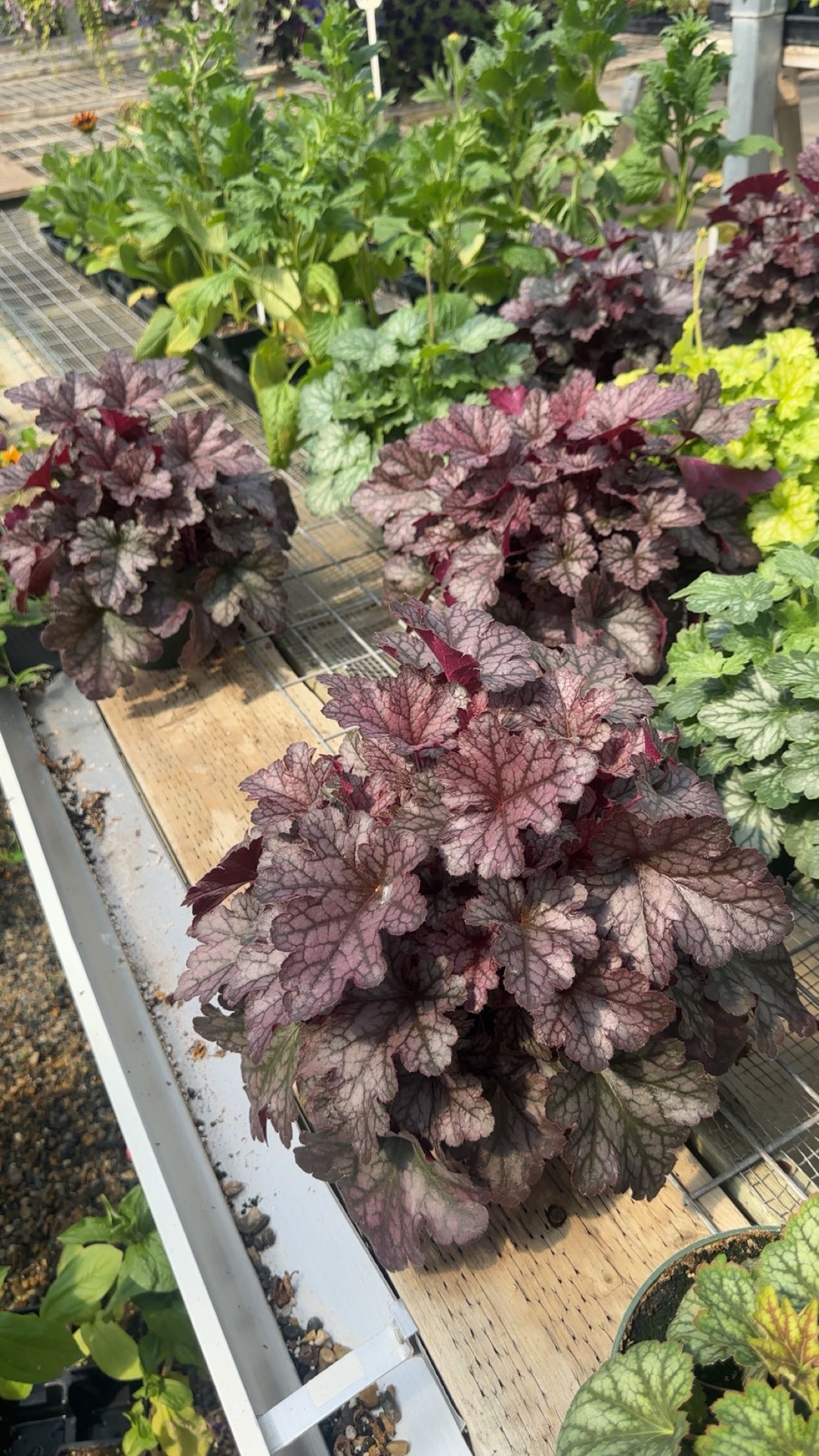 trappkittykhaos snapchat image archive image