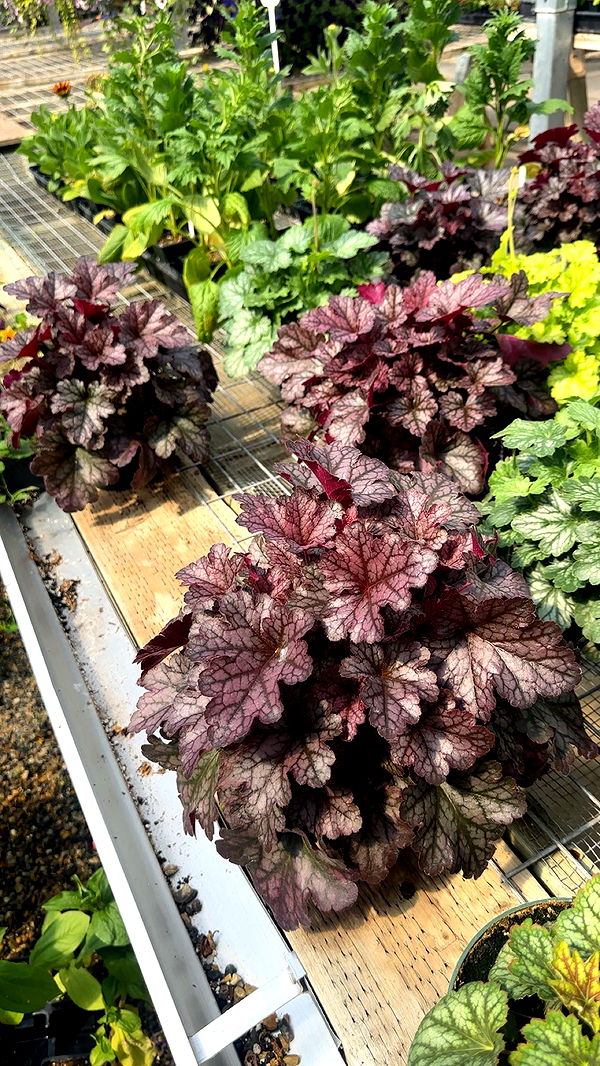 trappkittykhaos image ~ Altpins