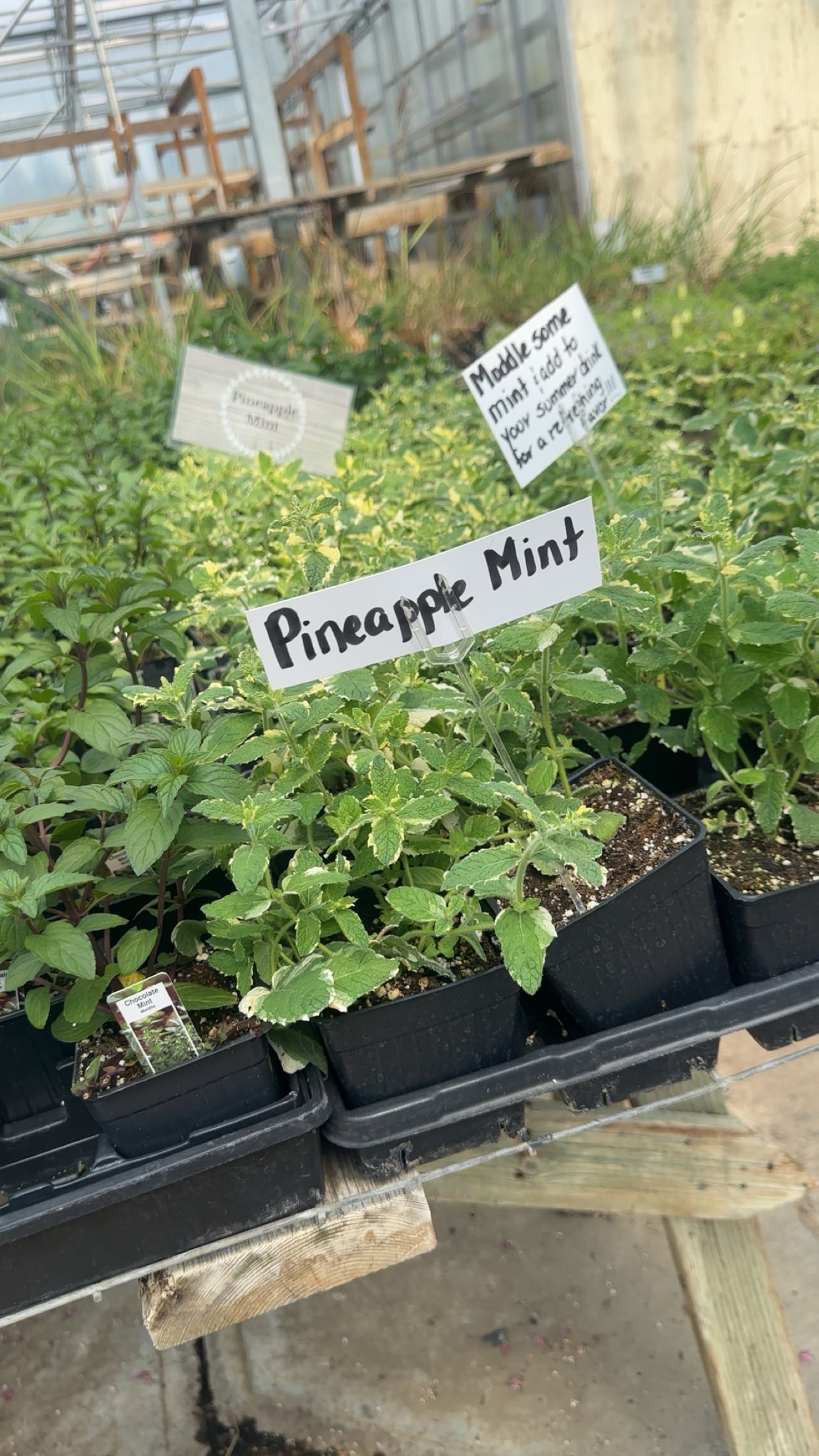 trappkittykhaos snapchat image archive image