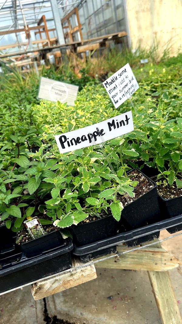 trappkittykhaos image ~ Altpins