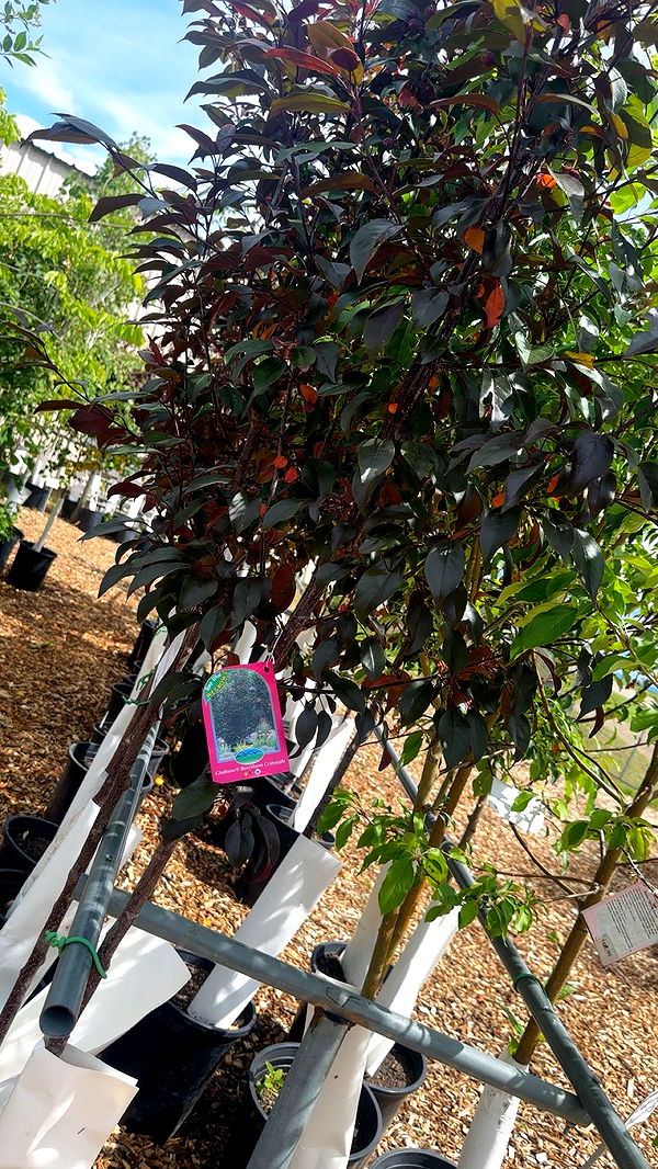 trappkittykhaos image ~ Altpins