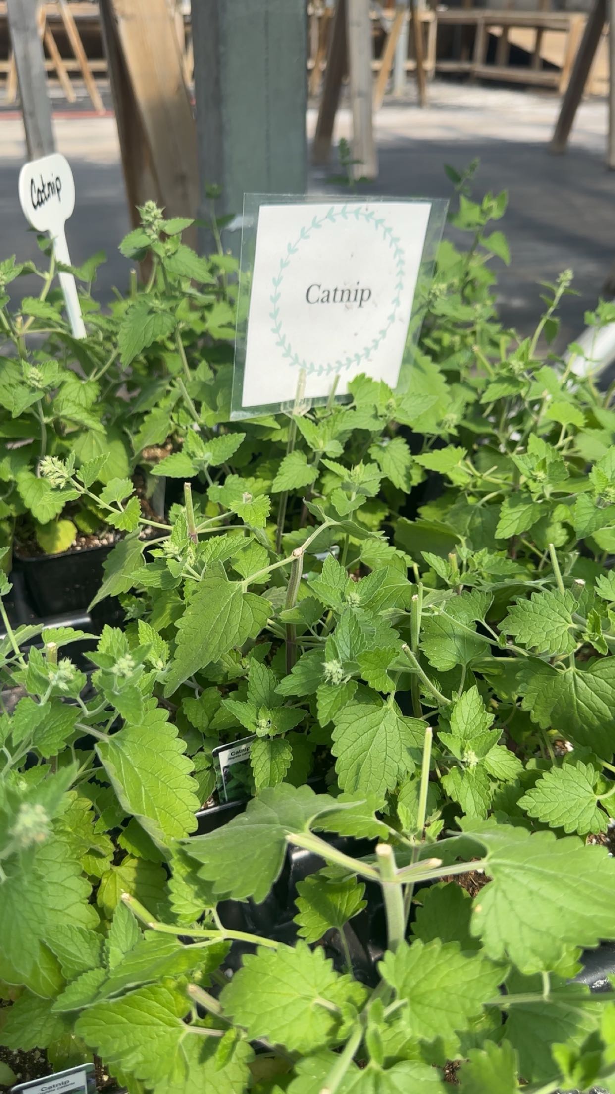 trappkittykhaos snapchat image archive image