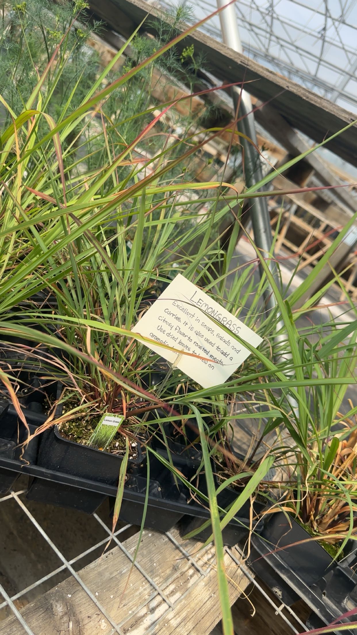 trappkittykhaos snapchat image archive image