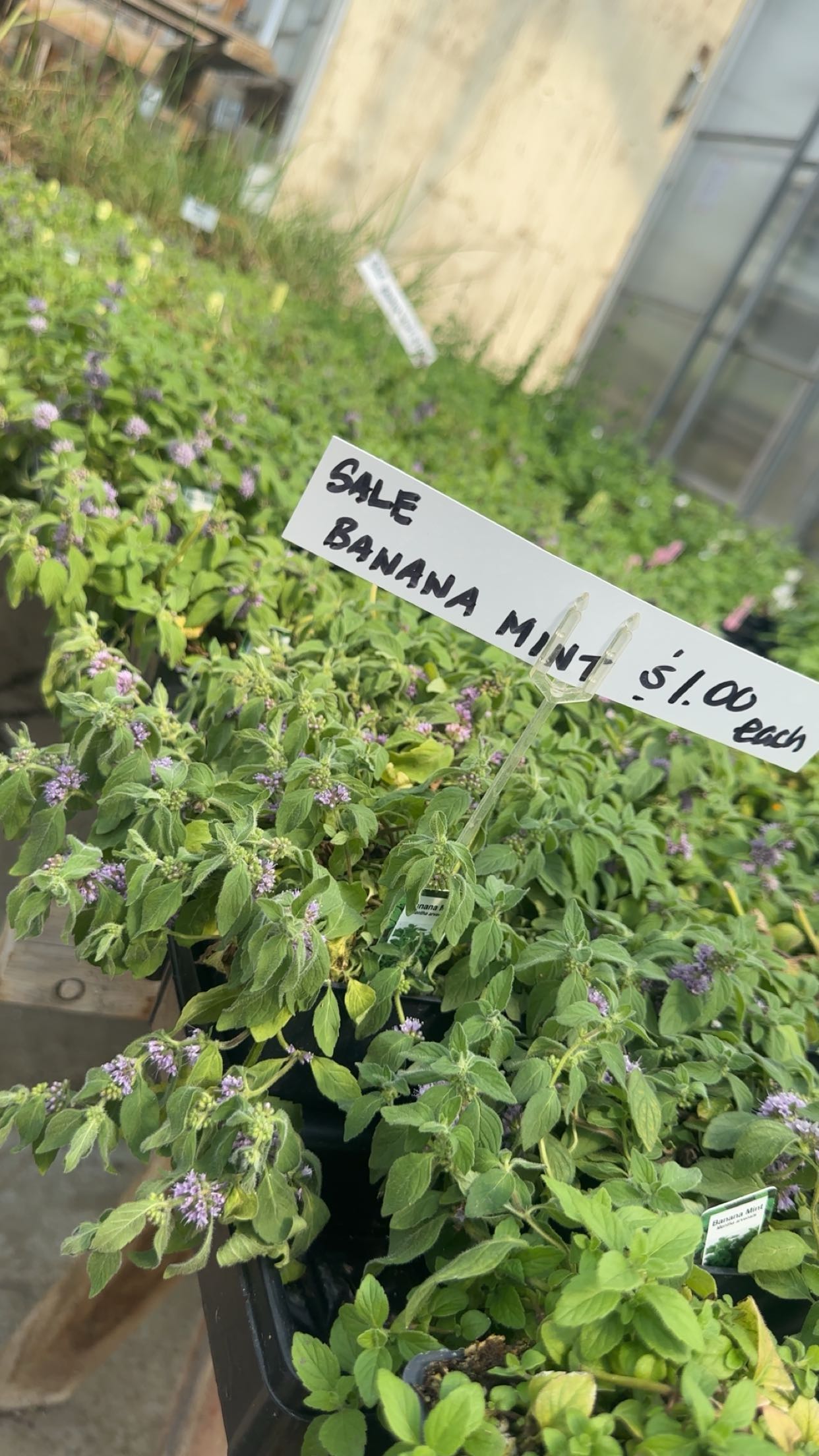 trappkittykhaos snapchat image archive image