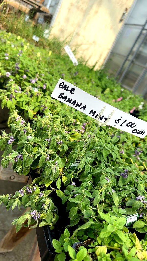 trappkittykhaos image ~ Altpins