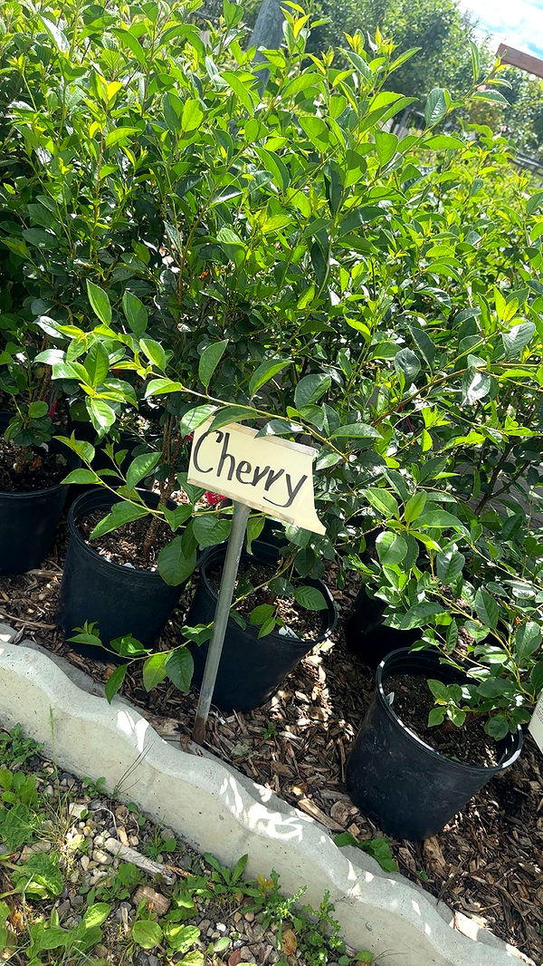 trappkittykhaos image ~ Altpins