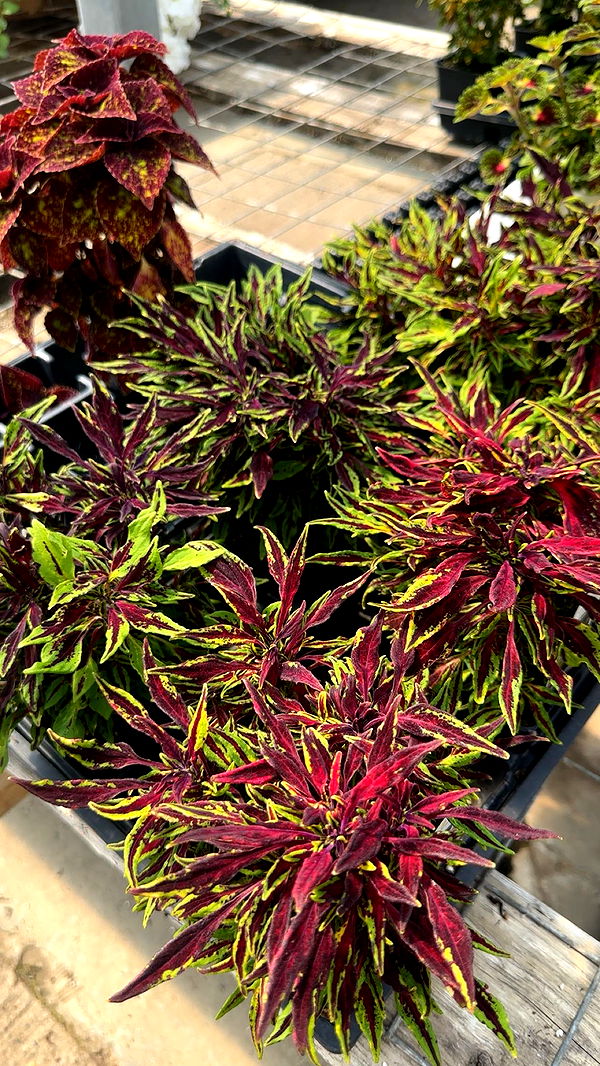 trappkittykhaos image ~ Altpins