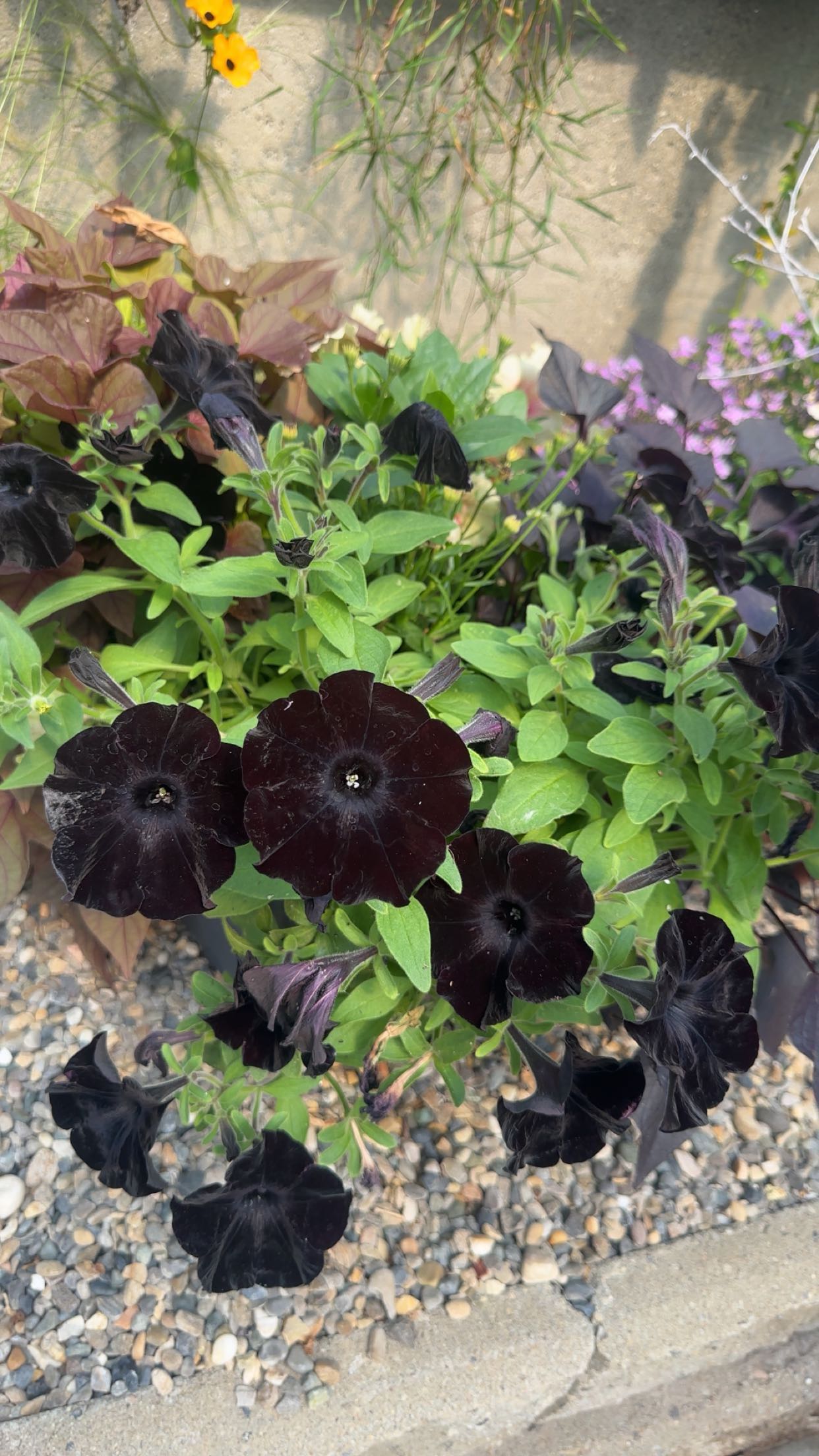 trappkittykhaos snapchat image archive image