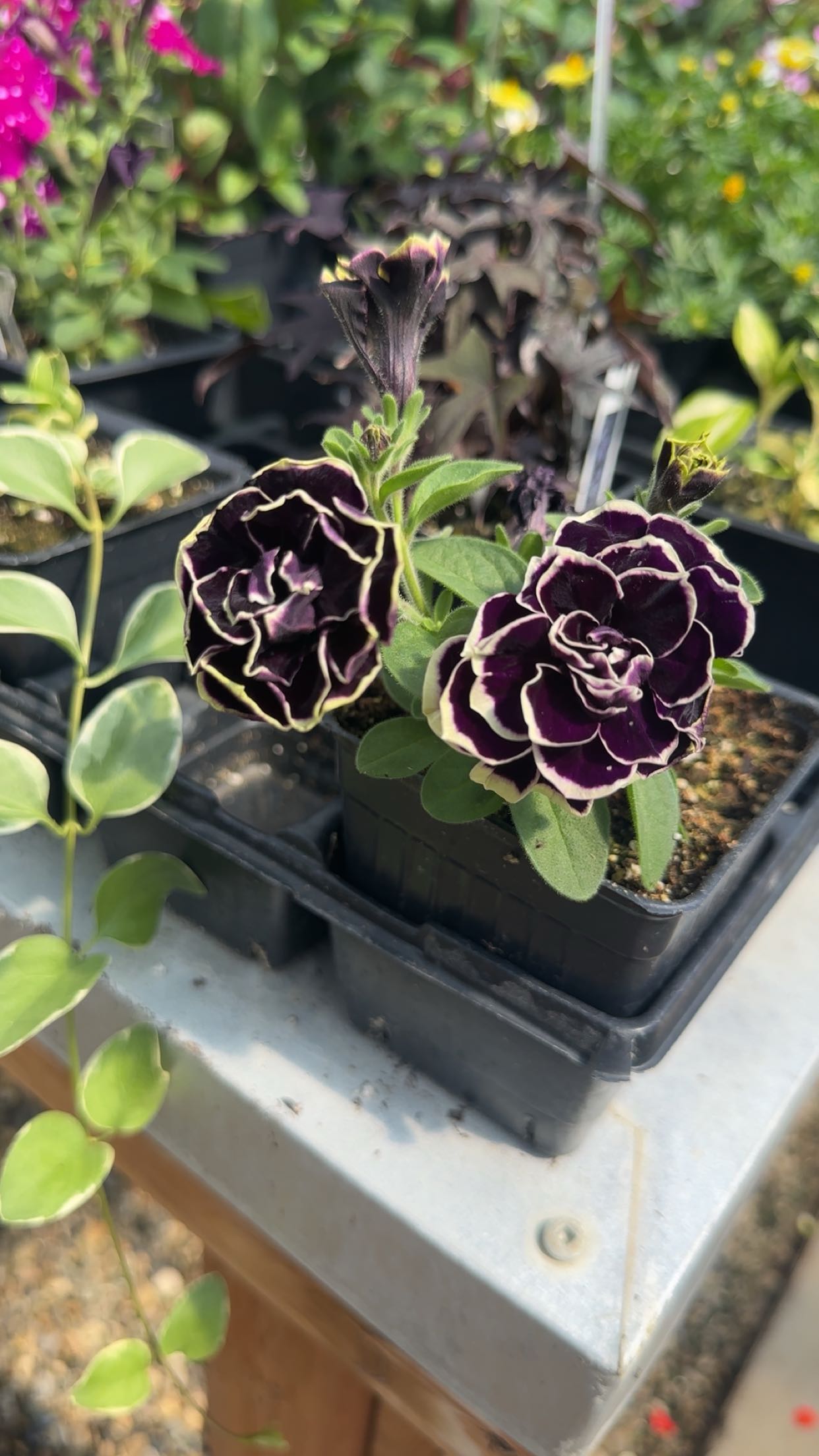 trappkittykhaos snapchat image archive image