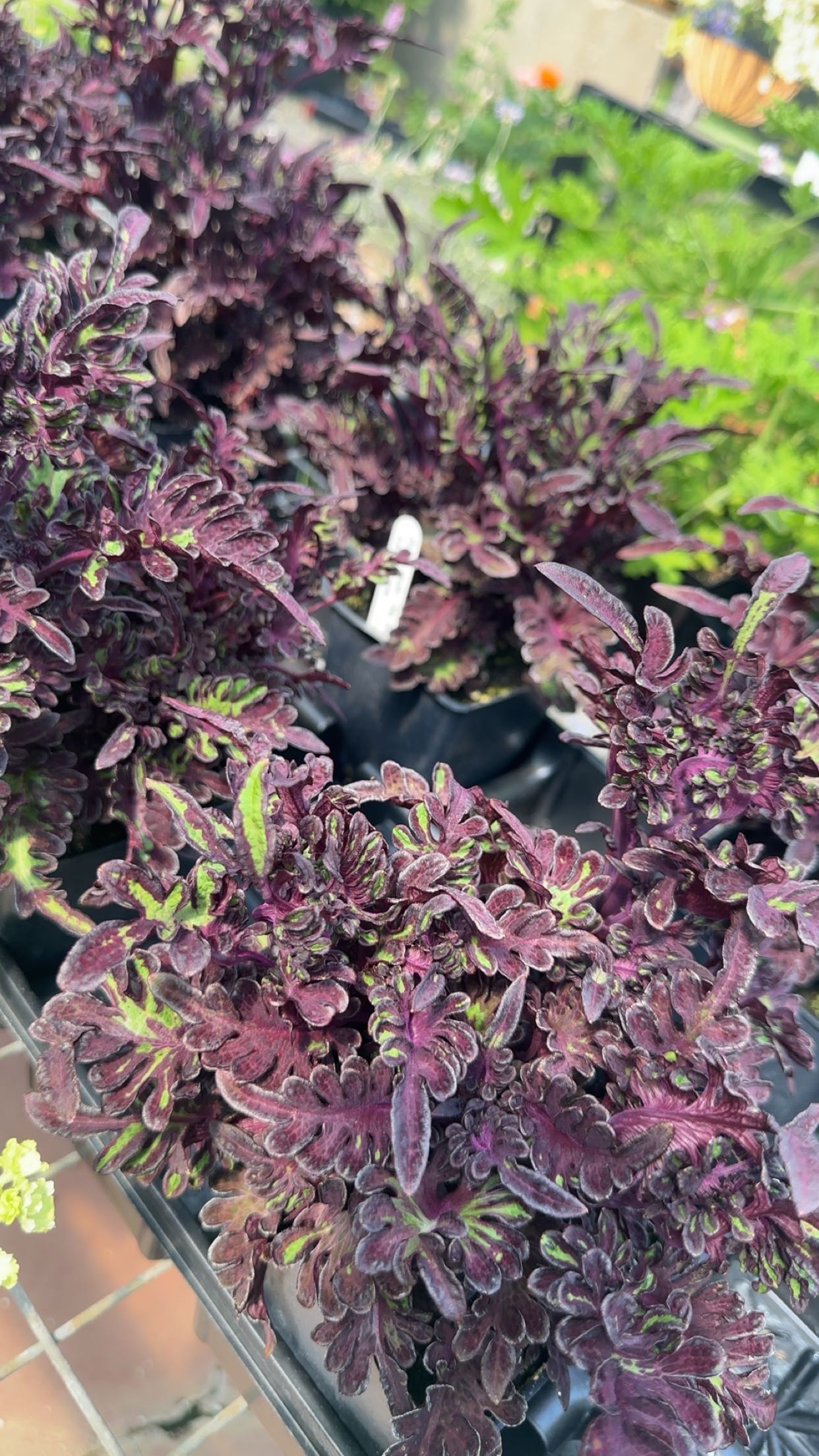 trappkittykhaos snapchat image archive image