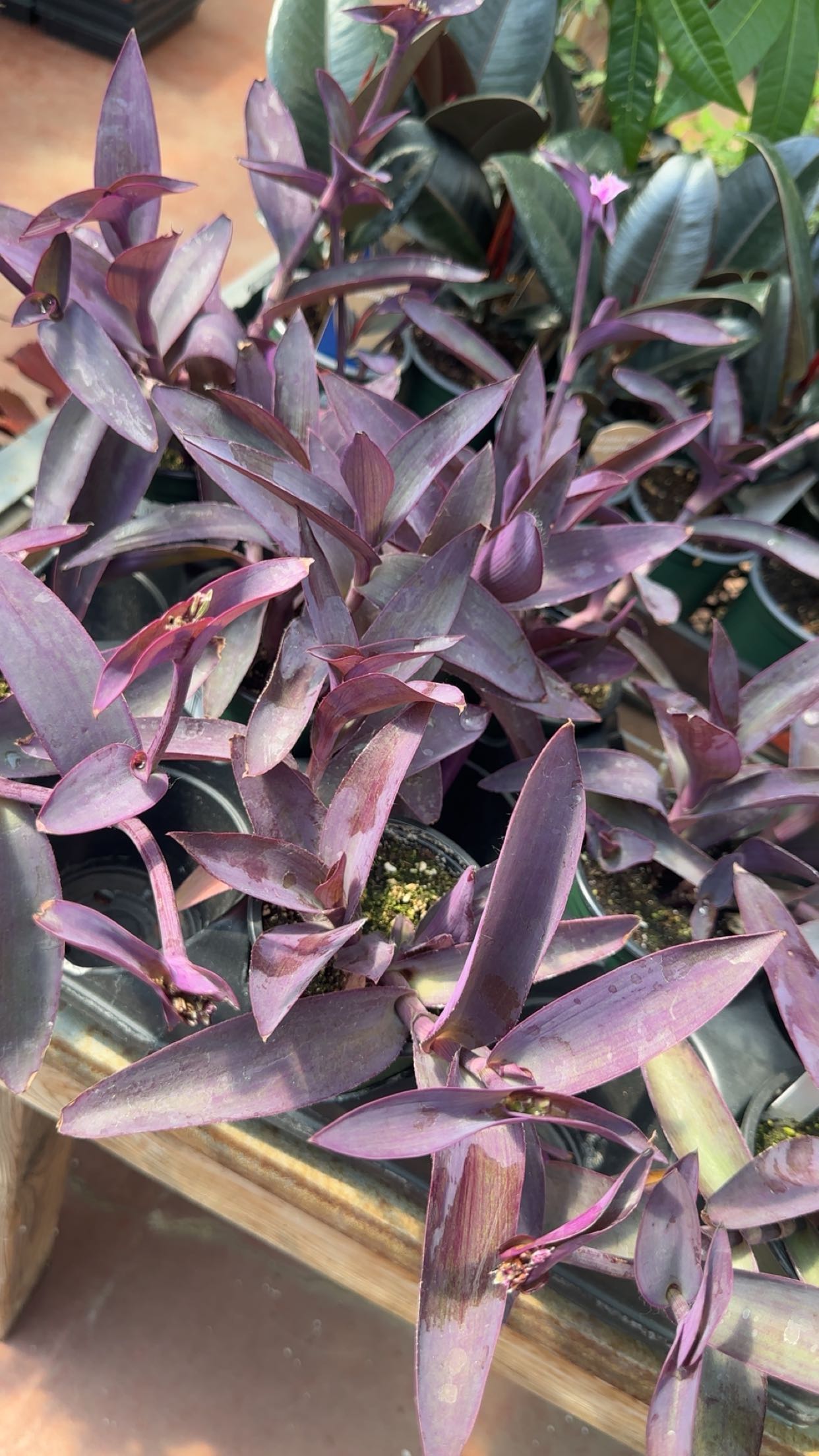 trappkittykhaos snapchat image archive image