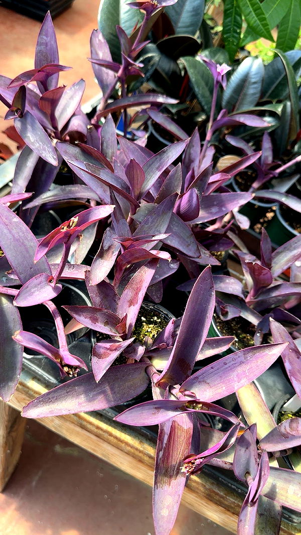 trappkittykhaos image ~ Altpins