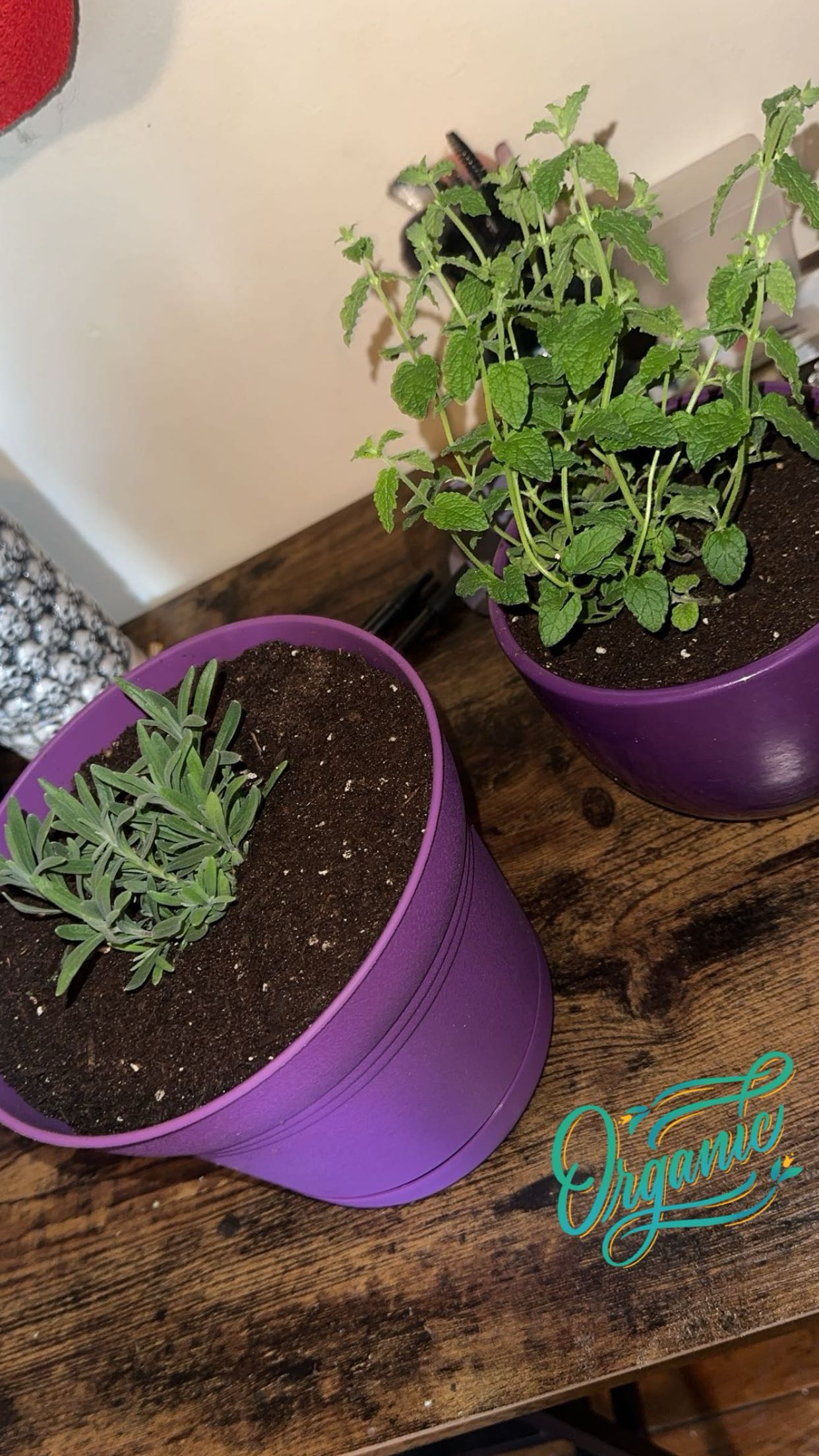 trappkittykhaos snapchat image archive image